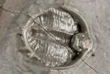 Two Thysanopeltella Trilobites With Cyphaspides & Basseiarges - Jorf #193667-12